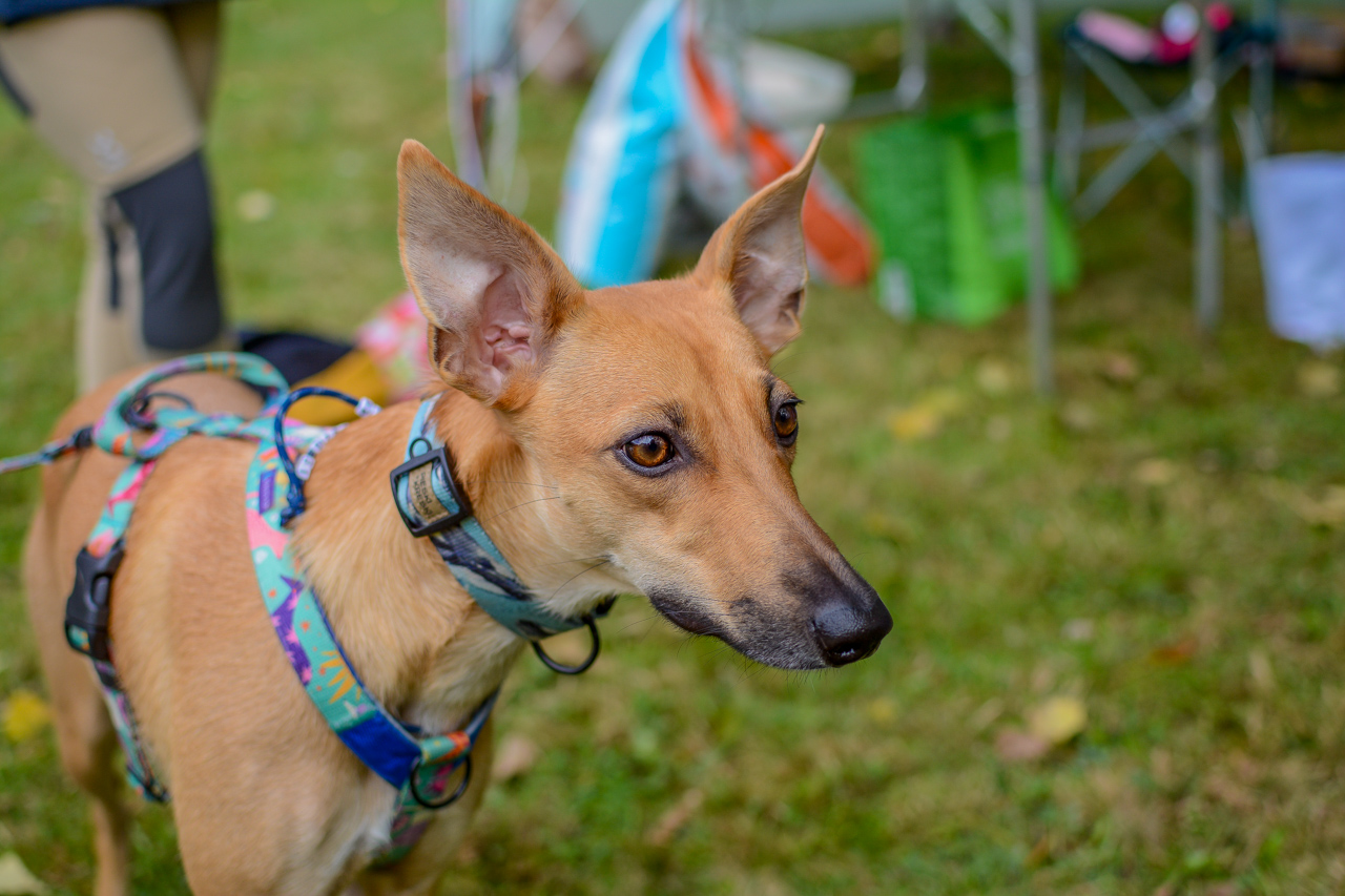 Katowicki Dzień Psiaka 2025 61