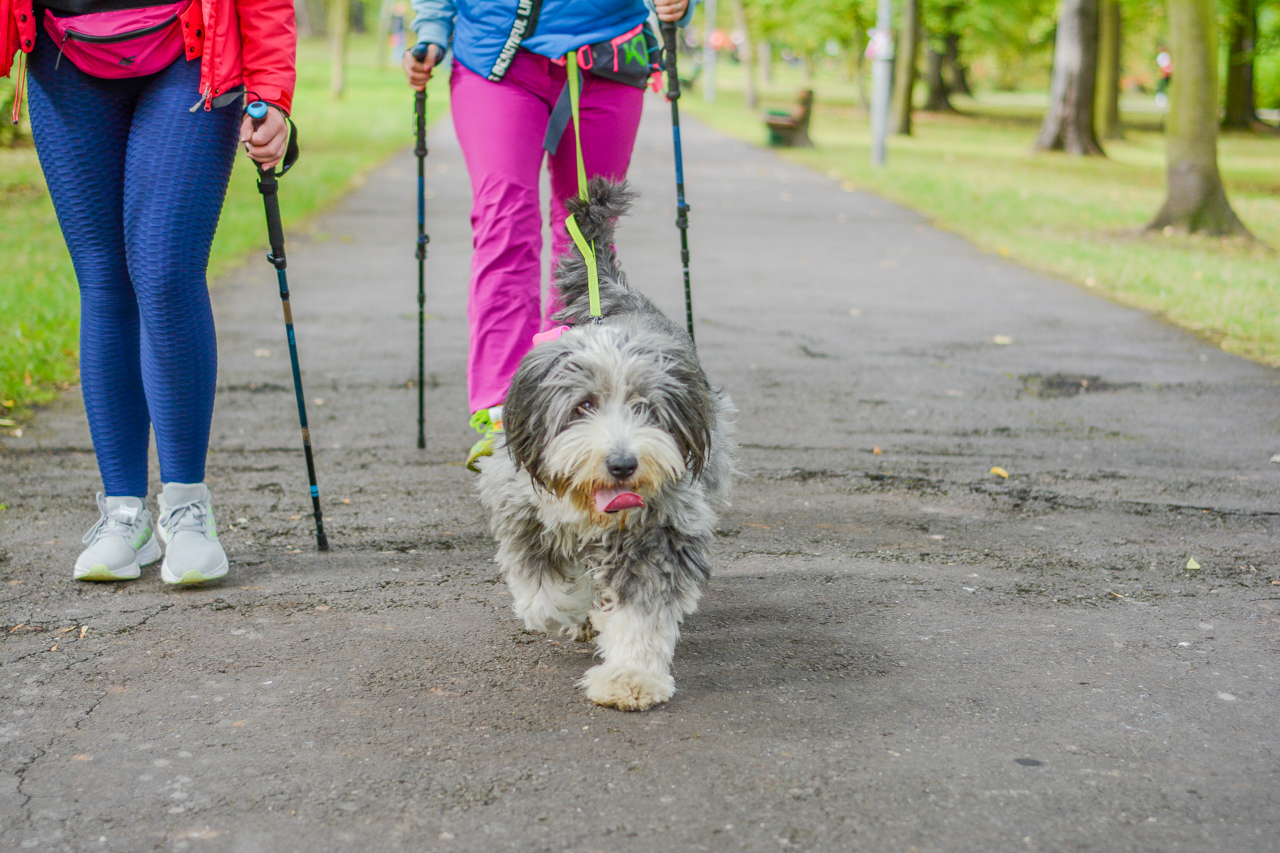 Katowicki Dzień Psiaka 2025 67
