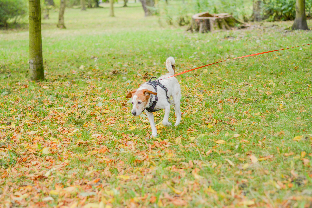 Katowicki Dzień Psiaka 2025 71