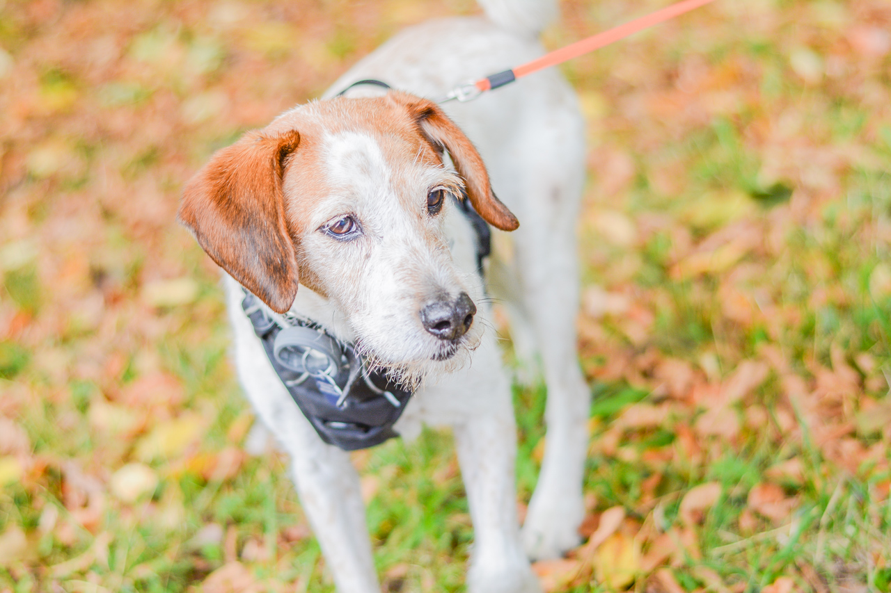 Katowicki Dzień Psiaka 2025 72