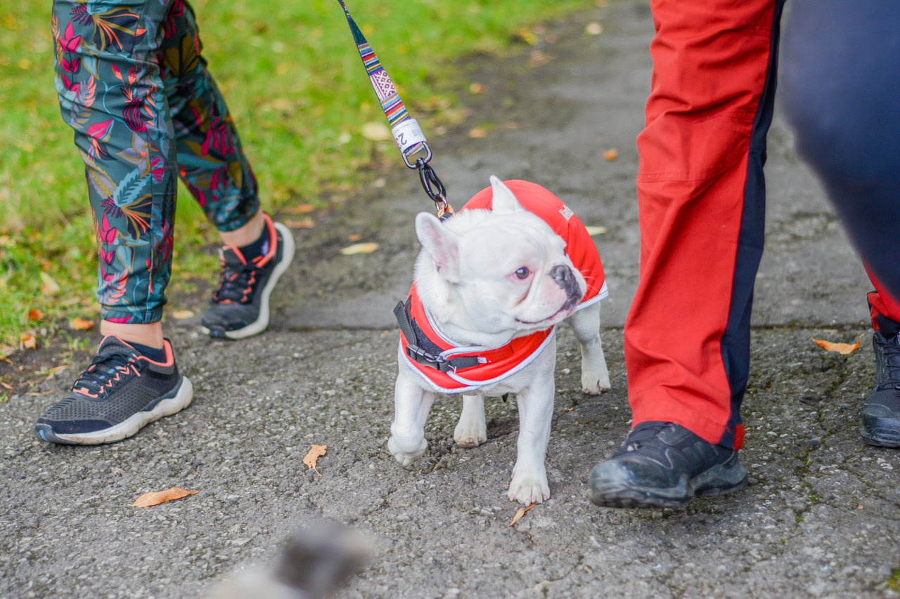 Katowicki Dzień Psiaka 2025 75