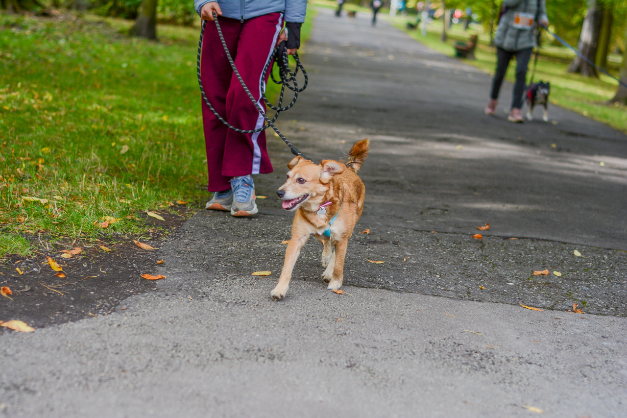 Katowicki Dzień Psiaka 2025 78