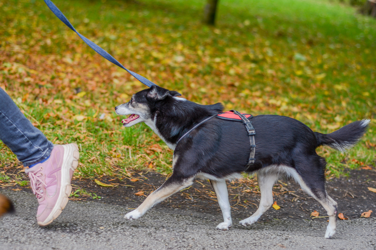 Katowicki Dzień Psiaka 2025 81