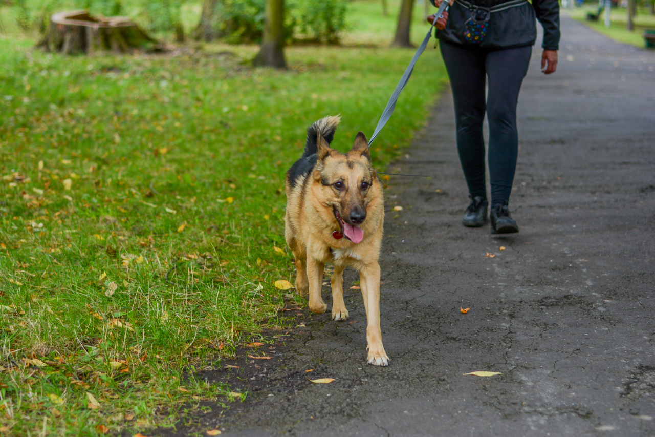 Katowicki Dzień Psiaka 2025 83