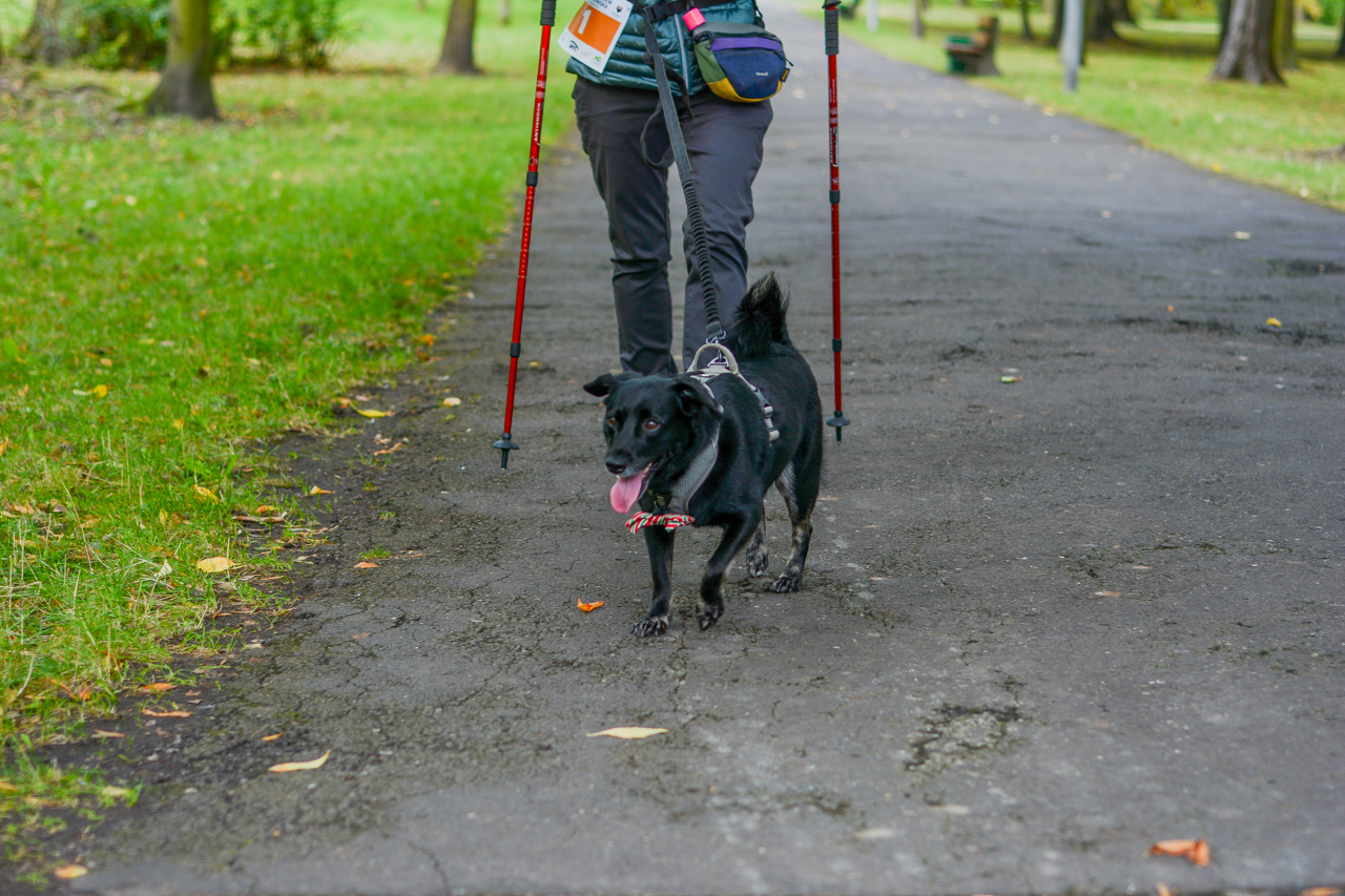 Katowicki Dzień Psiaka 2025 85