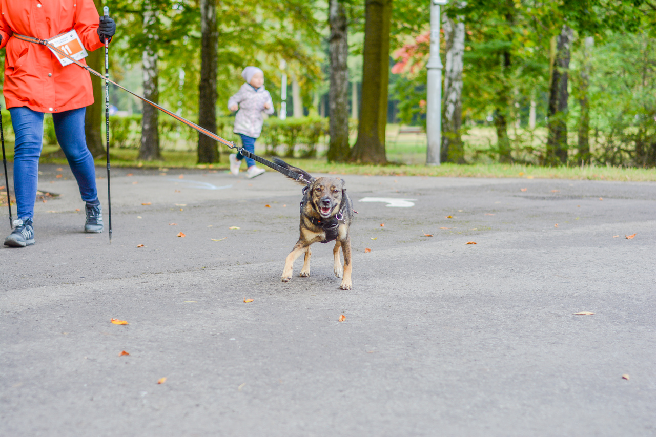 Katowicki Dzień Psiaka 2025 91