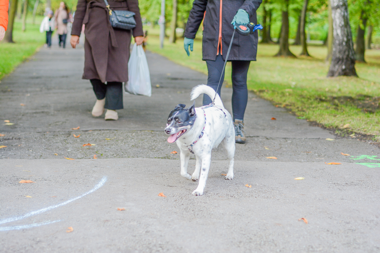 Katowicki Dzień Psiaka 2025 100