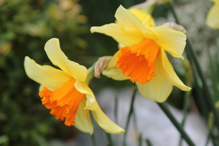 6000 narcyzów zakwitnie w TAURON Parku Śląskim – ekologiczna akcja z udziałem dzieci