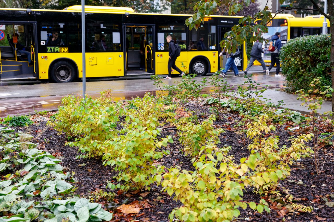 Katowice przeznaczą prawie 600 tys. zł na zielone pomysły mieszkańców