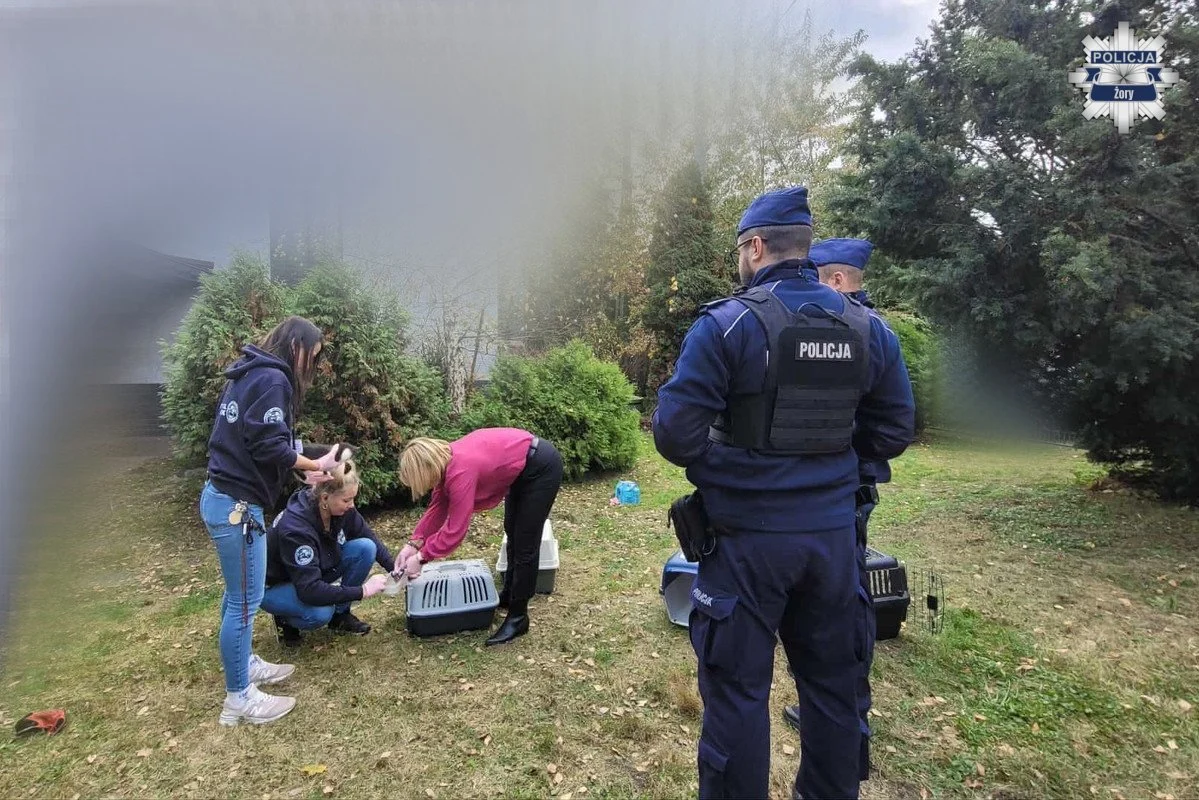 Koty pozostawione w tragicznych warunkach. Policja i fundacja interweniowały w Żorach