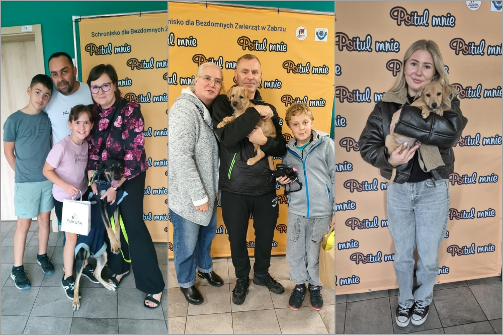 Ostatnie adopcje w Zabrzu - Lala z Maksymilianem, Kapsel, Stich i kolejne "happy endy"