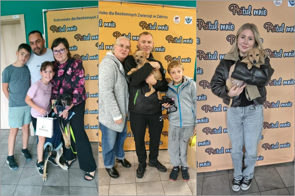 Ostatnie adopcje w Zabrzu - Lala z Maksymilianem, Kapsel, Stich i kolejne "happy endy"
