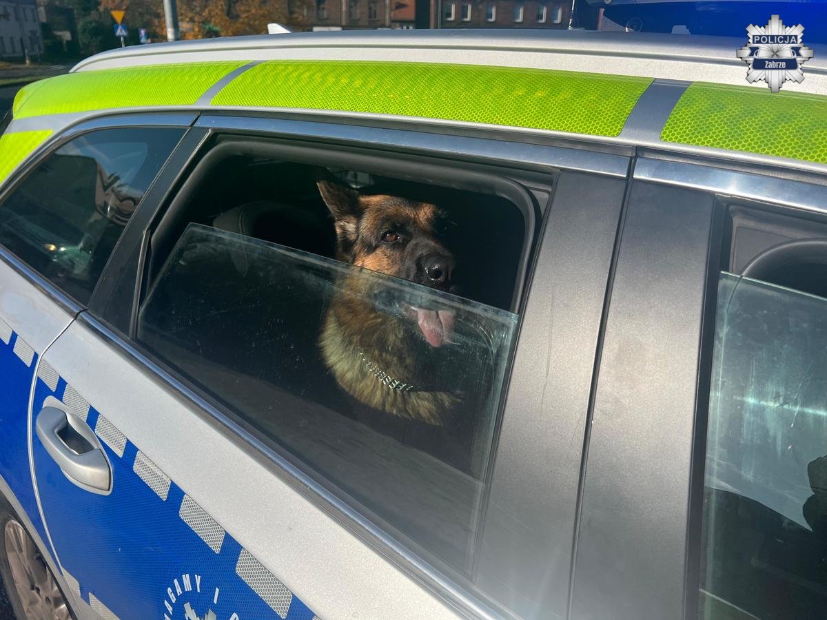 Dwa owczarki biegały po centrum Zabrza. Szybka reakcja policji