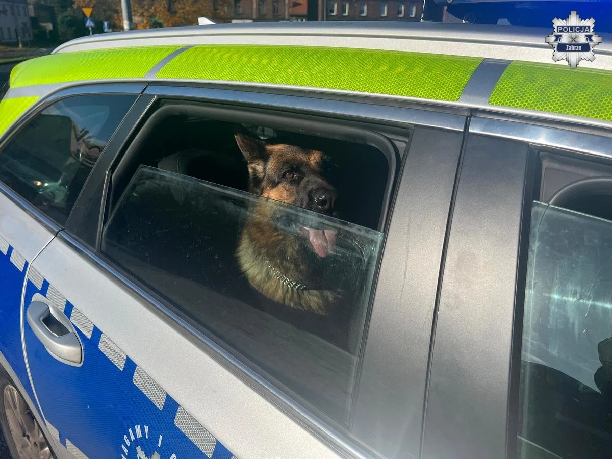 Dwa owczarki biegały po centrum Zabrza. Szybka reakcja policji