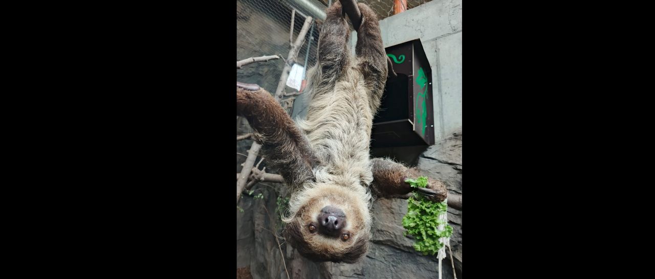 Nowa mieszkanka w Śląskim Zoo w Chorzowie! Silvia dołączyła do leniwca Diego
