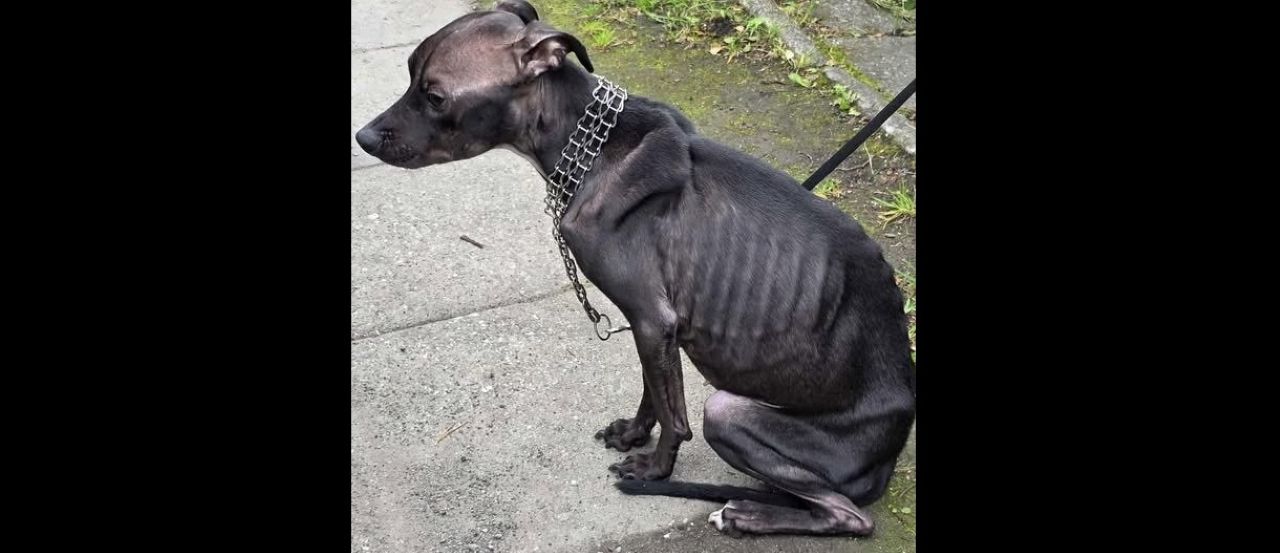 Porzuciła psa bez jedzenia i wody: świętochłowiczanka usłyszała zarzuty