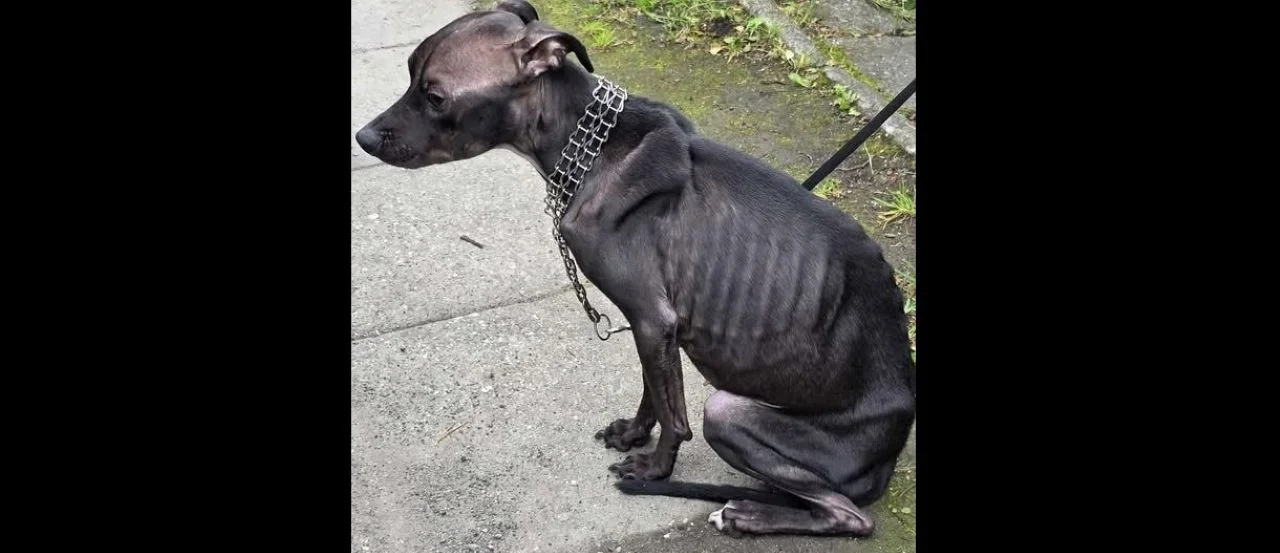 Porzuciła psa bez jedzenia i wody: usłyszała zarzuty znęcania ze szczególnym okrucieństwem