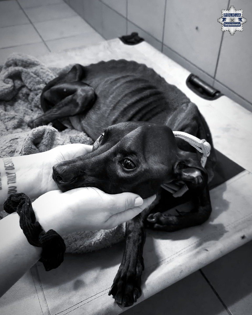 Porzuciła psa bez jedzenia i wody: usłyszała zarzuty znęcania ze szczególnym okrucieństwem