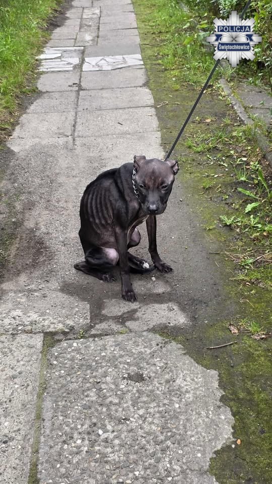 Porzuciła psa bez jedzenia i wody: usłyszała zarzuty znęcania ze szczególnym okrucieństwem