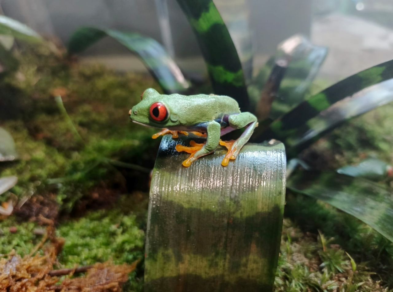 Nowi mieszkańcy chorzowskiego zoo! Chwytnice czerwonookie już w Pawilonie Lasu Deszczowego