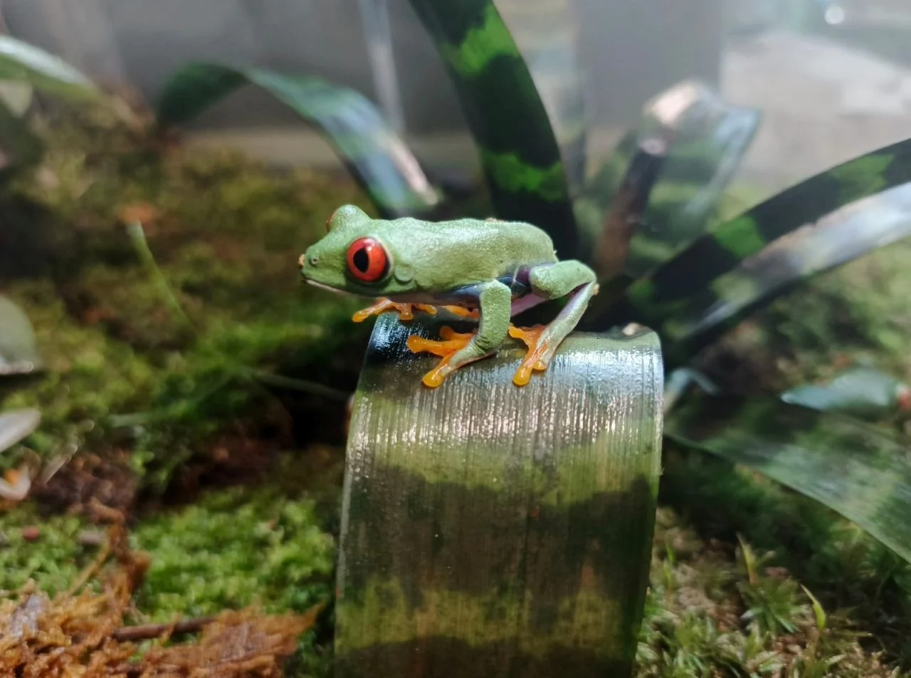 Nowi mieszkańcy chorzowskiego zoo! Chwytnice czerwonookie już w Pawilonie Lasu Deszczowego