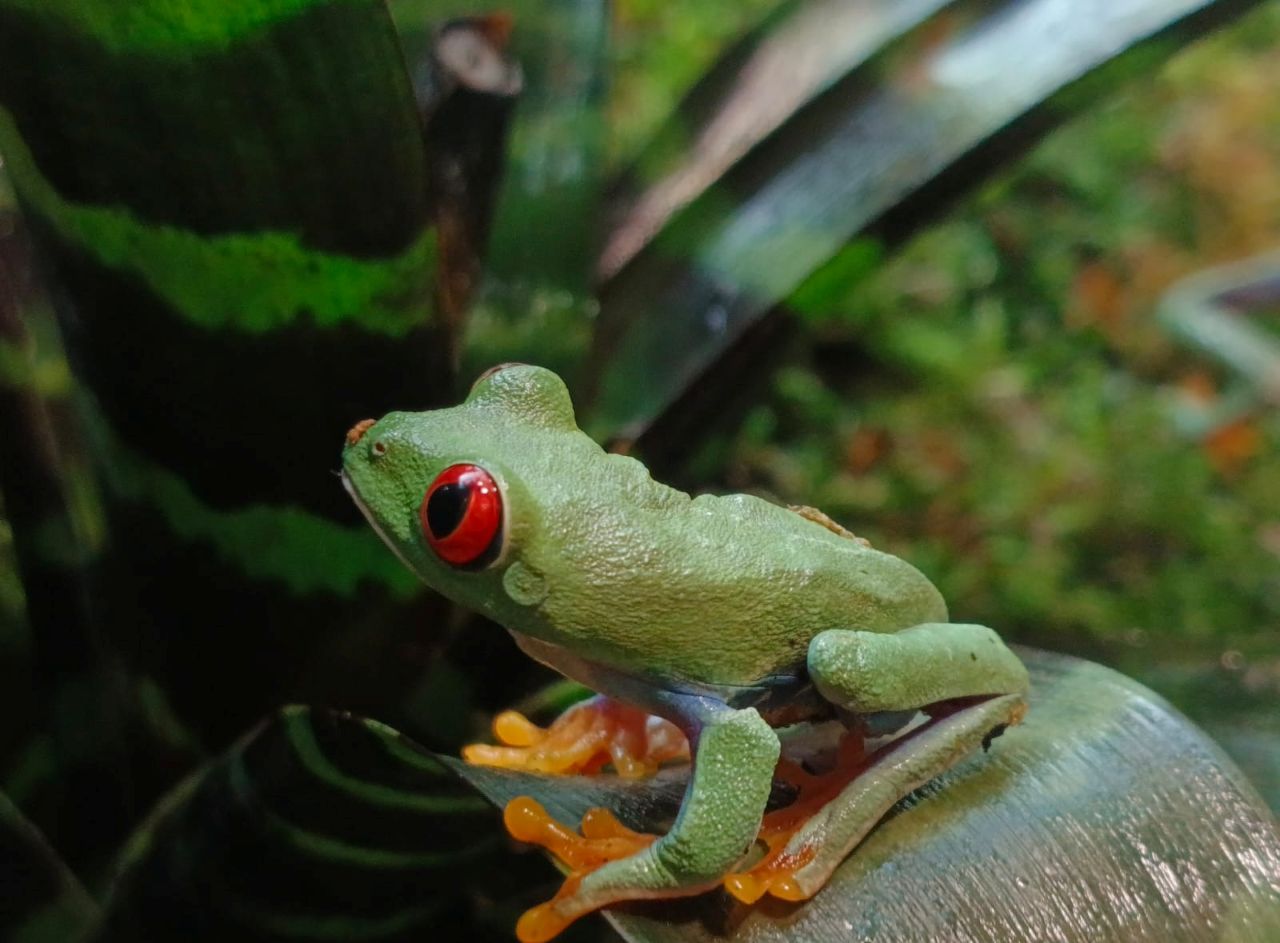 Nowi mieszkańcy chorzowskiego zoo! Chwytnice czerwonookie już w Pawilonie Lasu Deszczowego
