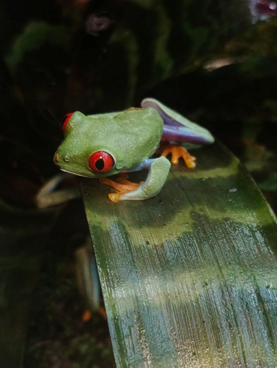 Nowi mieszkańcy chorzowskiego zoo! Chwytnice czerwonookie już w Pawilonie Lasu Deszczowego