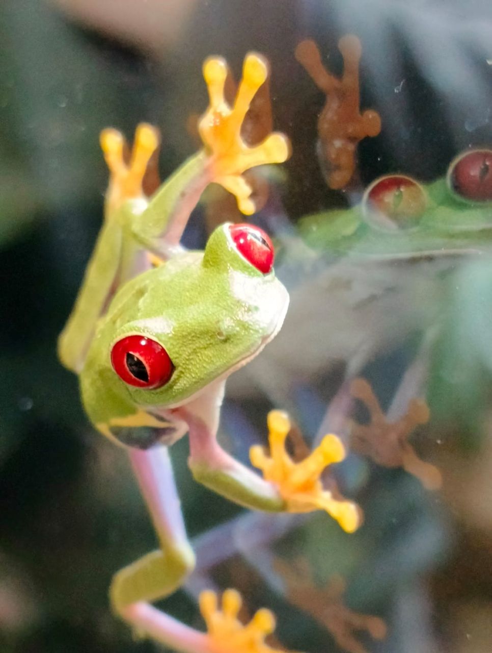 Nowi mieszkańcy chorzowskiego zoo! Chwytnice czerwonookie już w Pawilonie Lasu Deszczowego