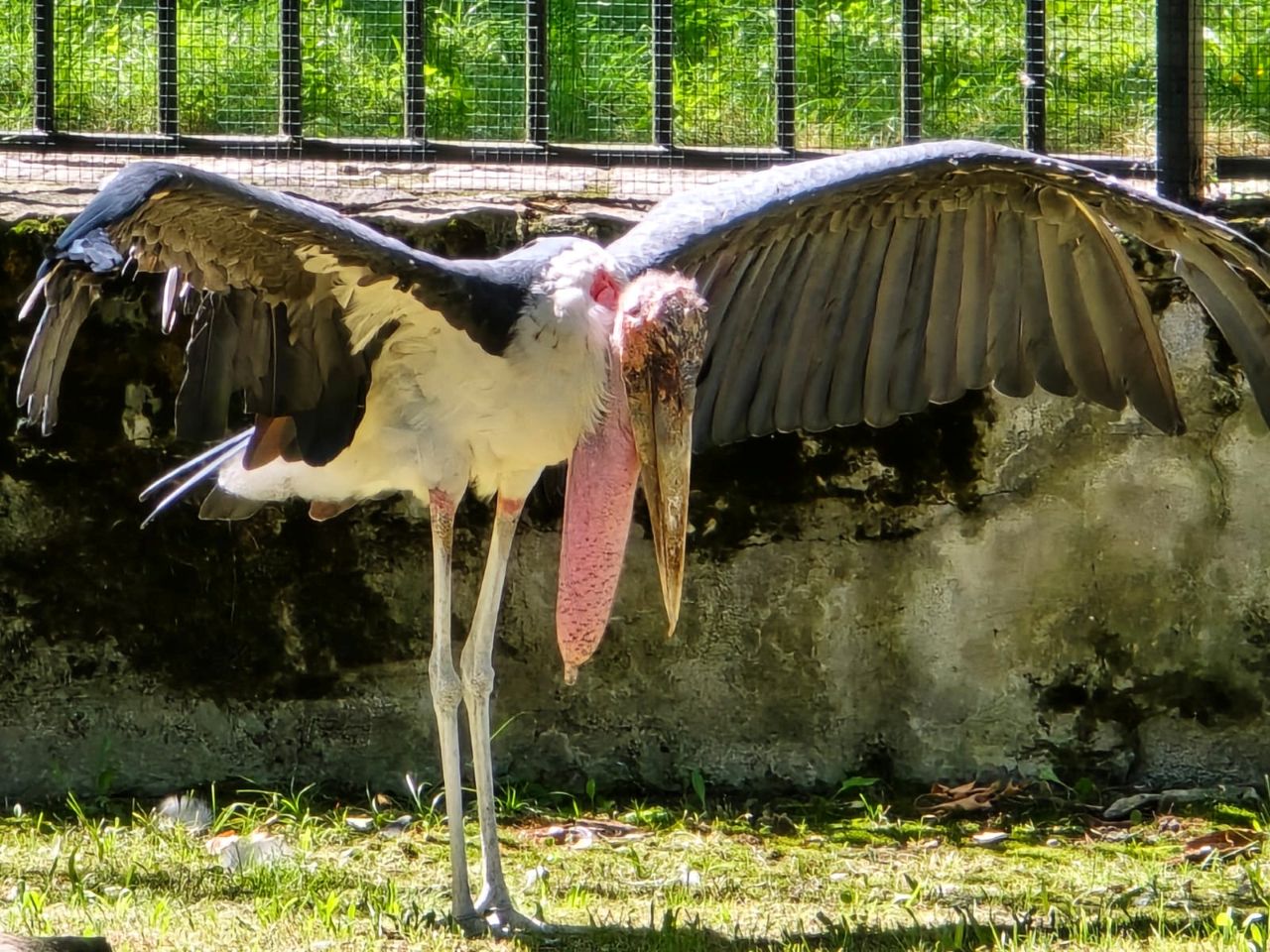 Chorzowskie ZOO przenosi pelikany i marabuta na zimowiska. Zmiany dla zwiedzających