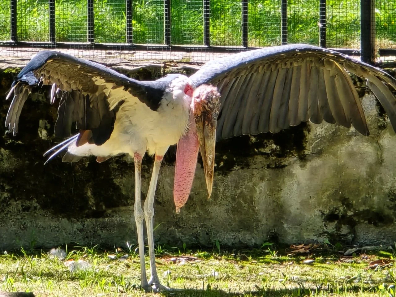 Chorzowskie ZOO przenosi pelikany i marabuta na zimowiska. Zmiany dla zwiedzających