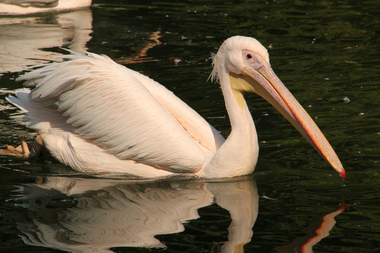 Chorzowskie ZOO przenosi pelikany i marabuta na zimowiska. Zmiany dla zwiedzających