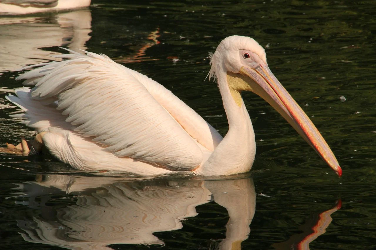 Chorzowskie ZOO przenosi pelikany i marabuta na zimowiska. Zmiany dla zwiedzających
