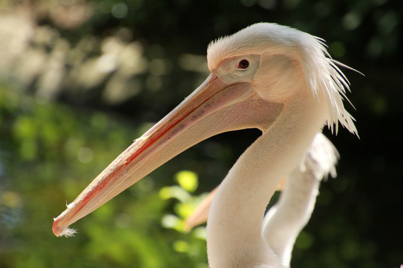Chorzowskie ZOO przenosi pelikany i marabuta na zimowiska. Zmiany dla zwiedzających