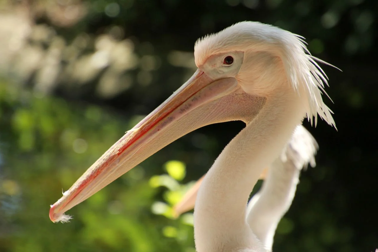 Chorzowskie ZOO przenosi pelikany i marabuta na zimowiska. Zmiany dla zwiedzających