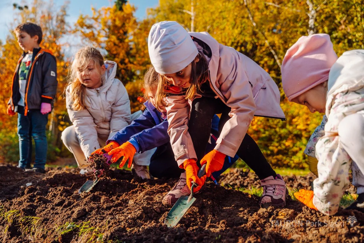 Chorzów rozkwitnie! Dzieci zasadziły żonkile i narcyzy w Parku Śląskim