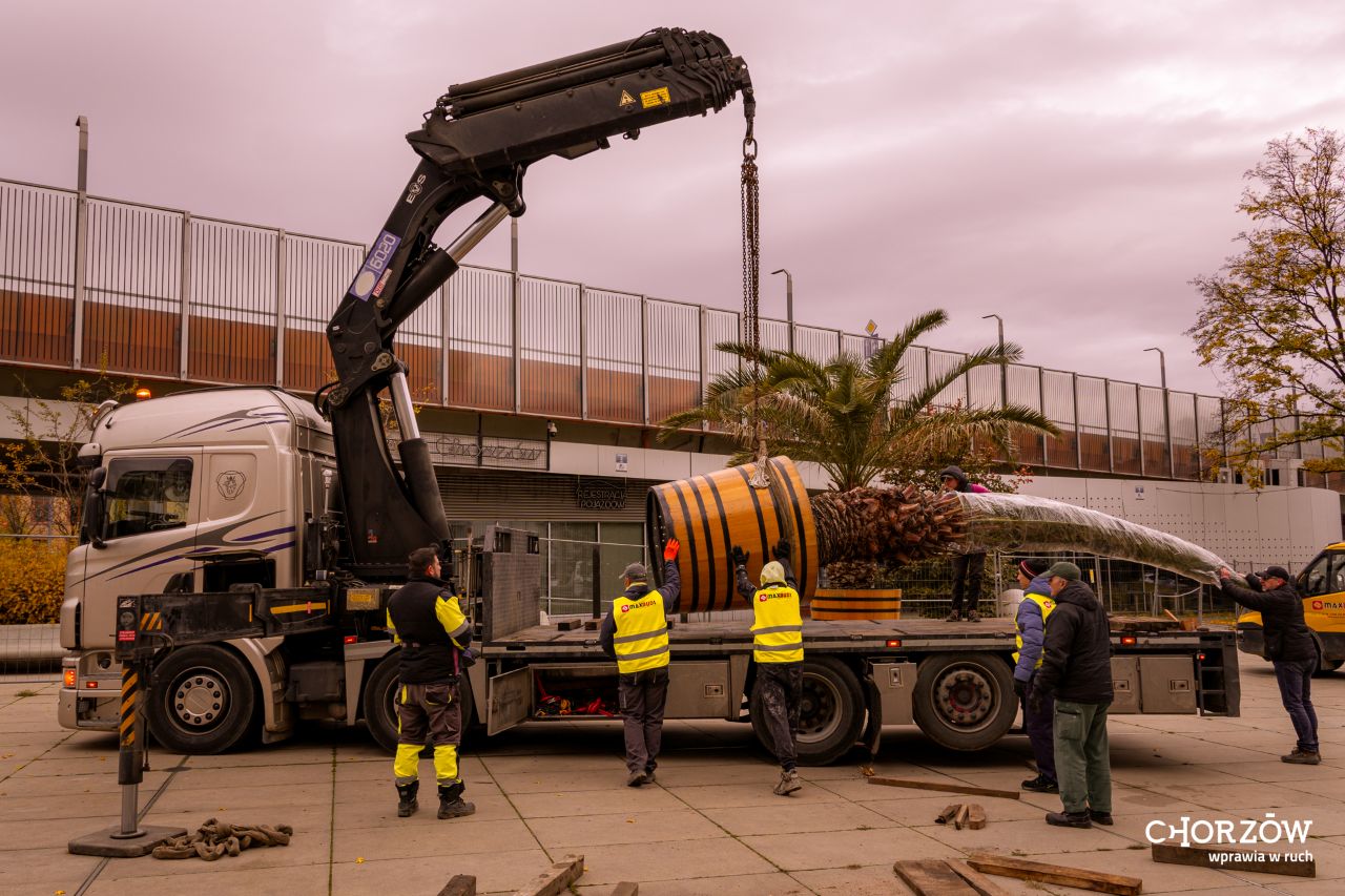 Palmy z chorzowskiego Rynku żegnają się na zimę – wrócą wiosną do Chorzowa!