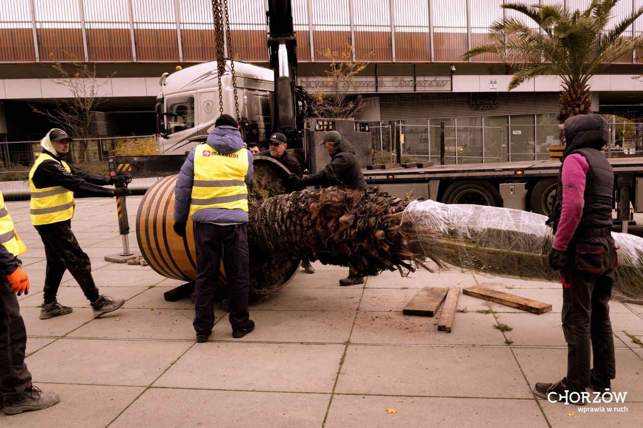 Palmy z chorzowskiego Rynku żegnają się na zimę – wrócą wiosną do Chorzowa!