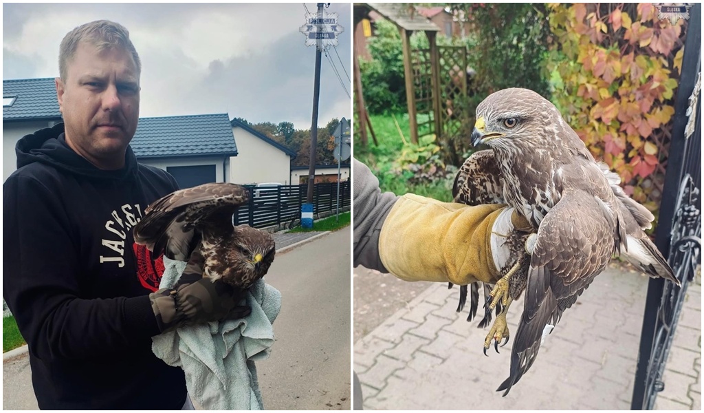 Śląski policjant uratował rannego myszołowa z ruchliwej „Wiślanki”