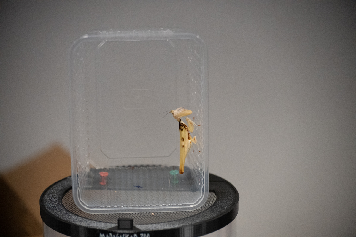 targi entomologiczne-5044.jpg