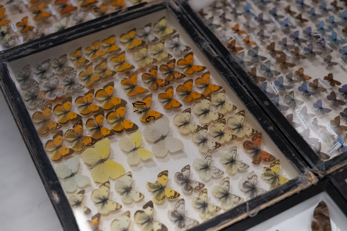 targi entomologiczne-5046.jpg