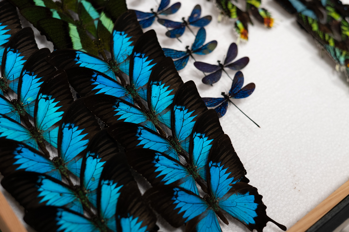 targi entomologiczne-5048.jpg