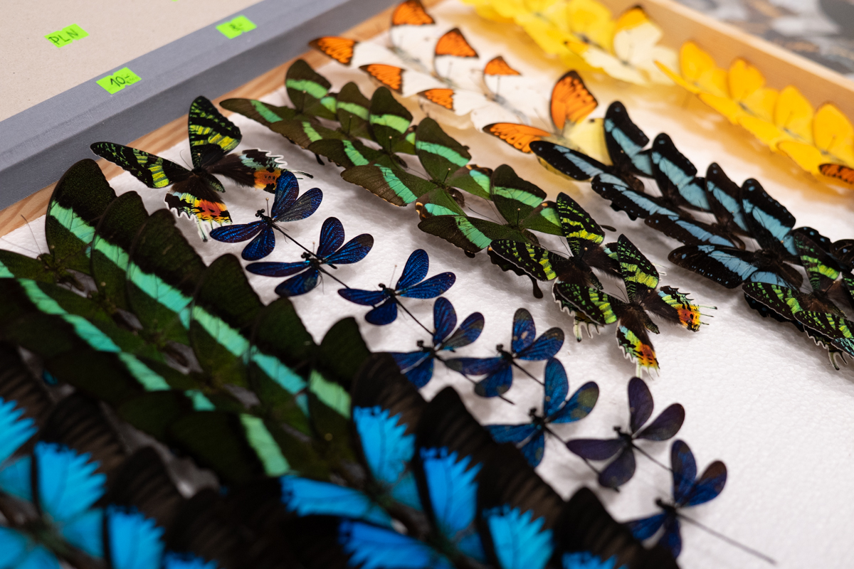 targi entomologiczne-5049.jpg