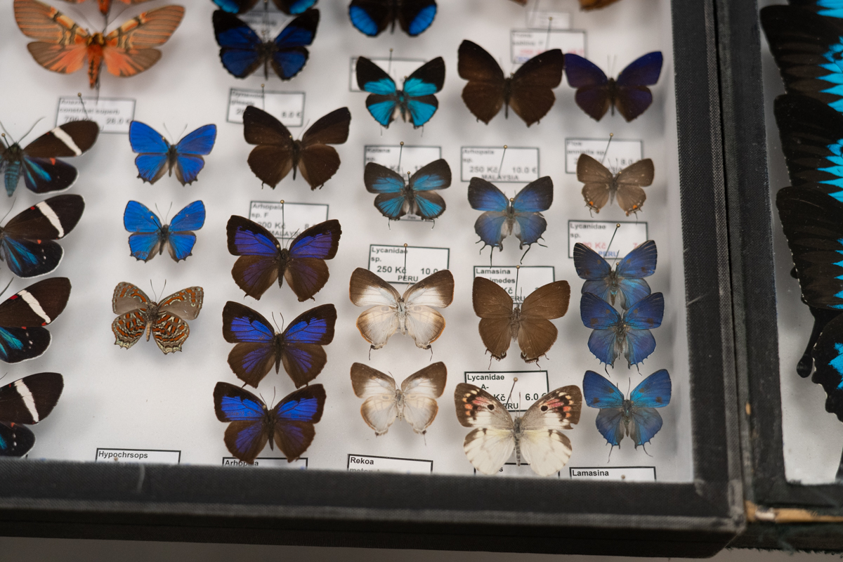 targi entomologiczne-5051.jpg