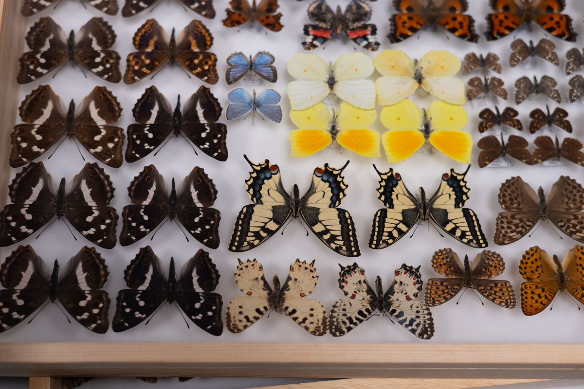 targi entomologiczne-5054.jpg