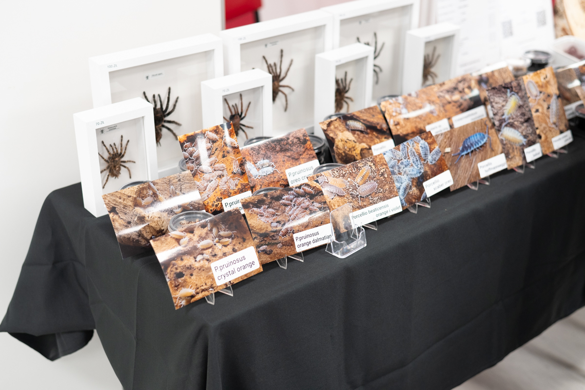 Modliszki, motyle i pasjonaci - Za nami II Międzynarodowy Dzień Wymiany Owadów i Targi Entomologiczne w Muzeum Górnośląskim w Bytomiu [FOTO]