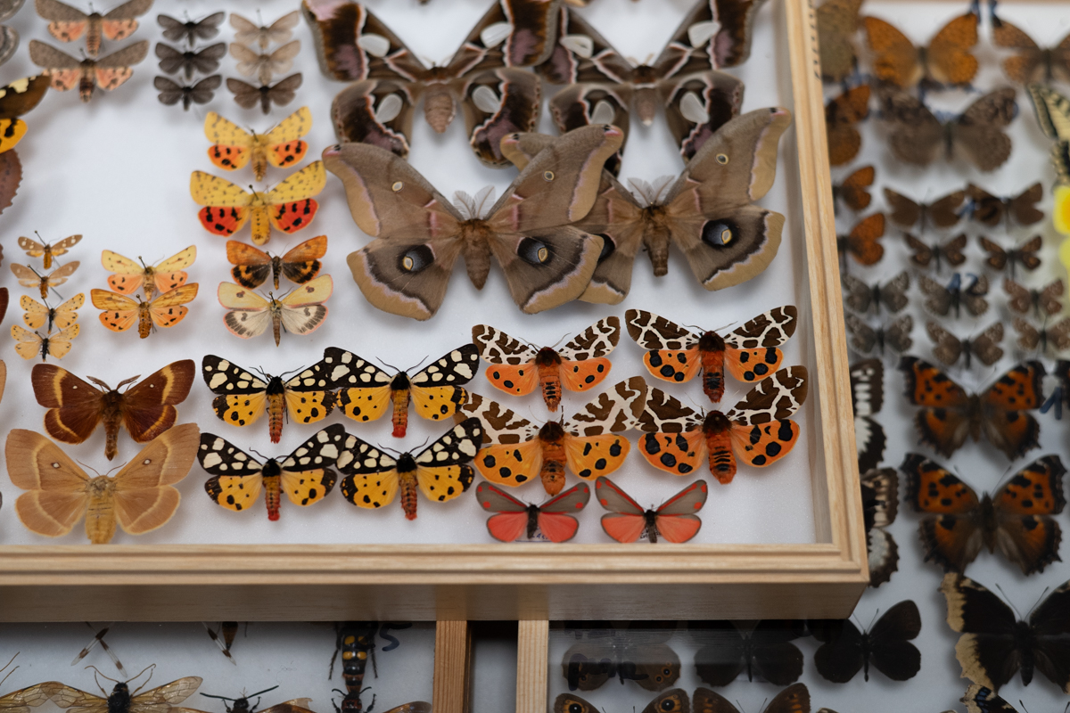 targi entomologiczne-5063.jpg