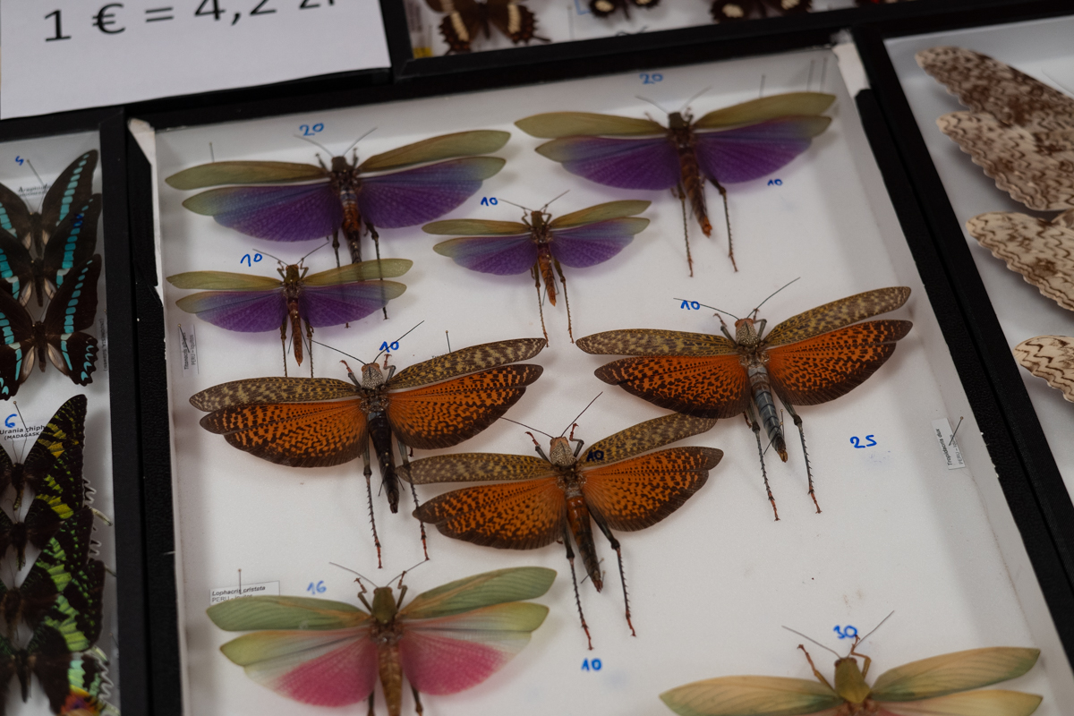 targi entomologiczne-5064.jpg