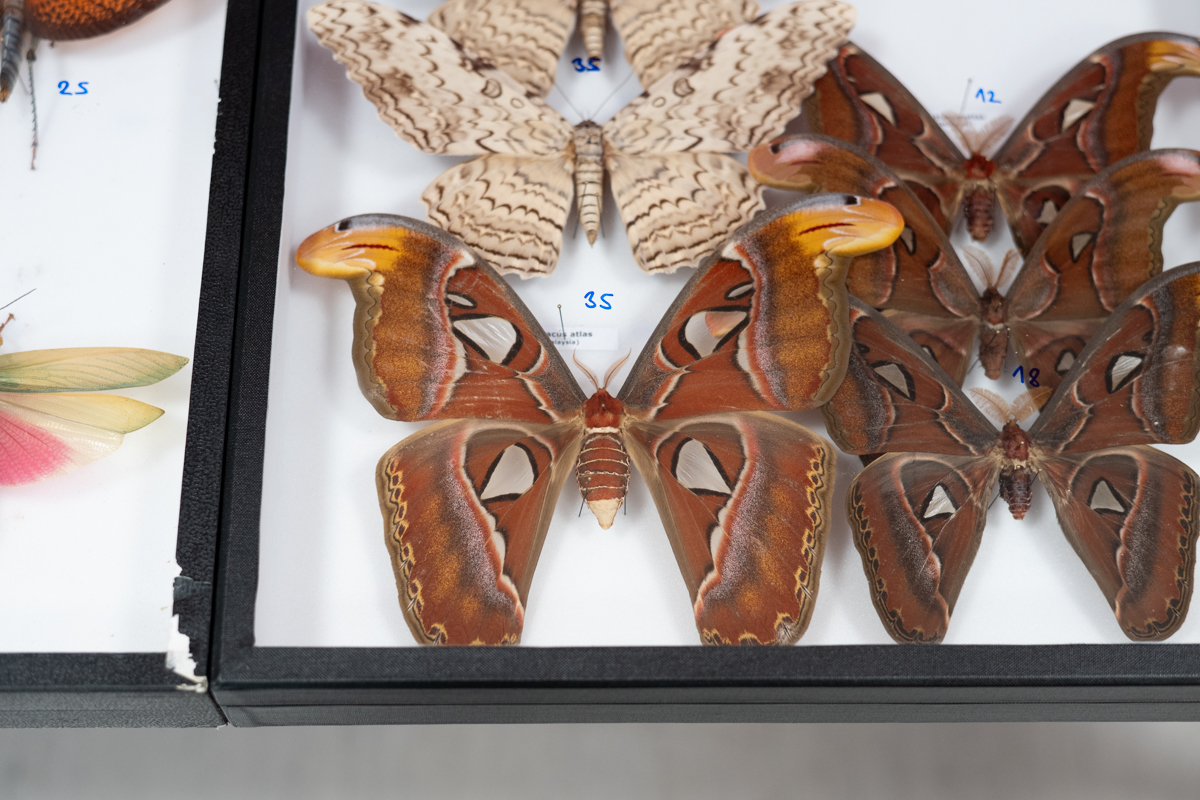 targi entomologiczne-5065.jpg