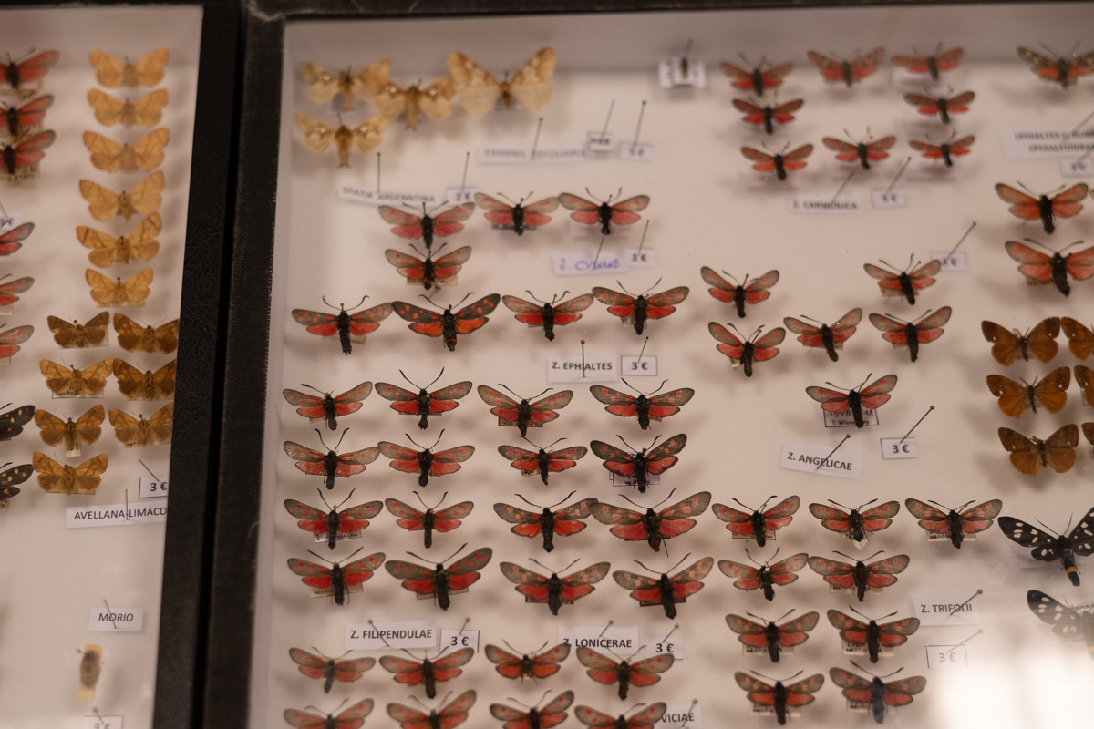 targi entomologiczne-5069.jpg