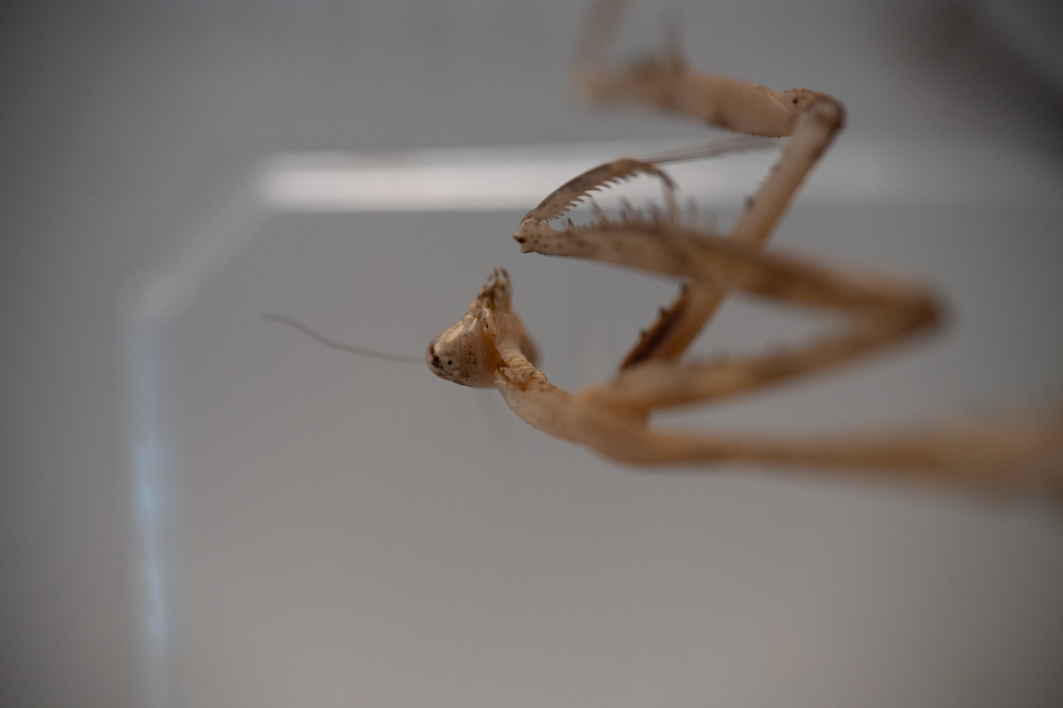 targi entomologiczne-5072.jpg